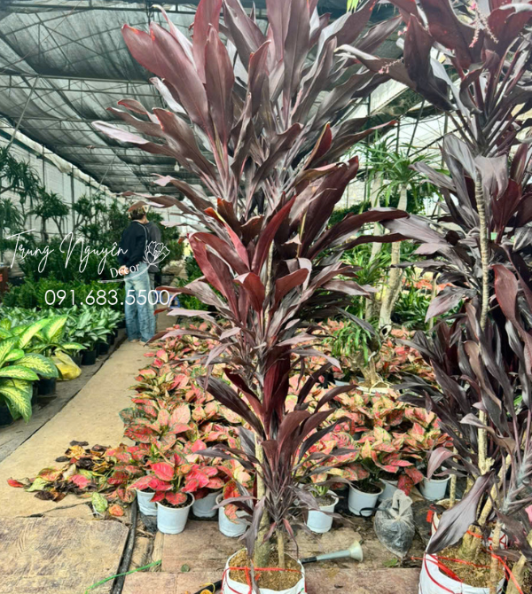 Cây Huyết Dụ Đỏ