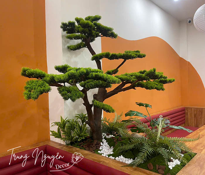 CÂY TÙNG LA HÁN GIẢ DECOR 