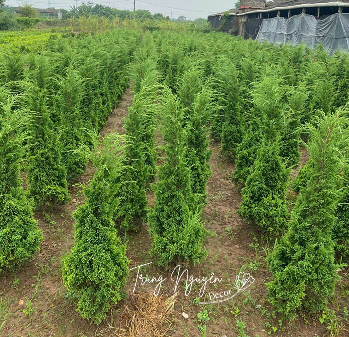 Cây Tùng Tháp - Sơn Tùng