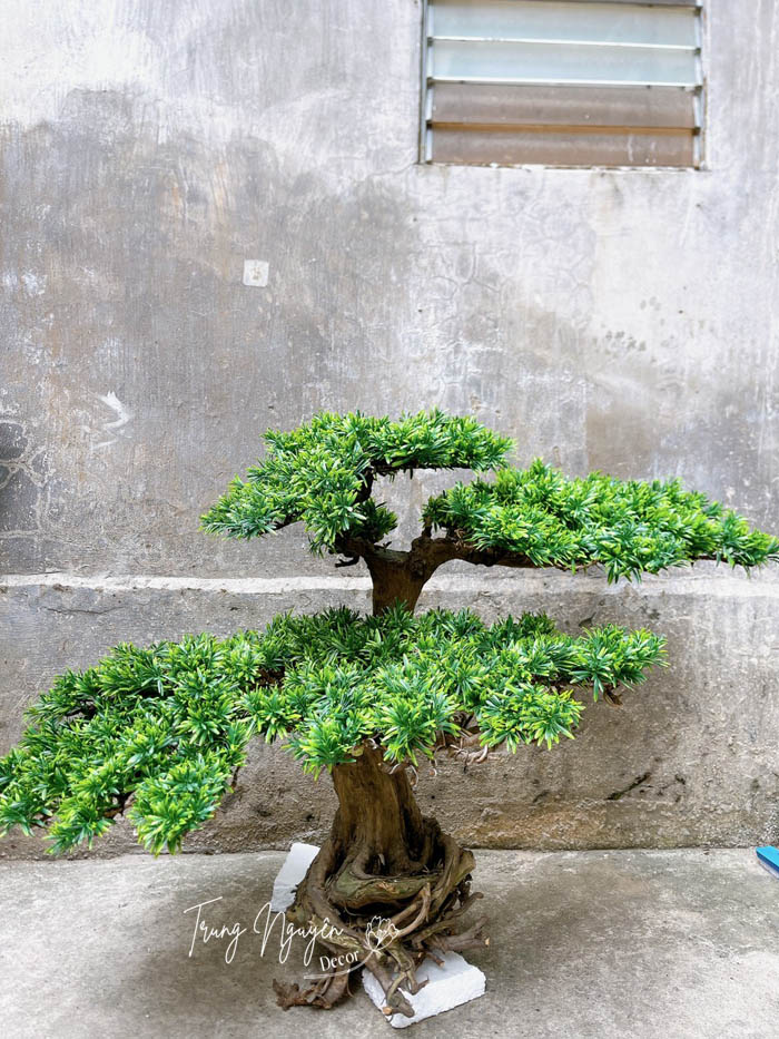 CÂY TÙNG LA HÁN GIẢ DECOR 