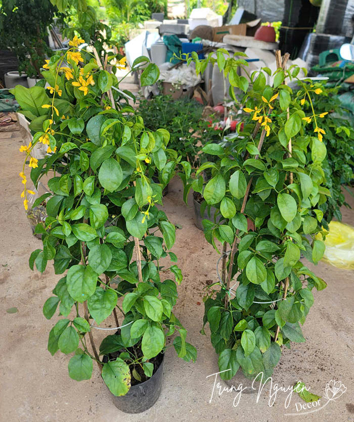 Cây Lan Hoàng Dương Hoa Vàng