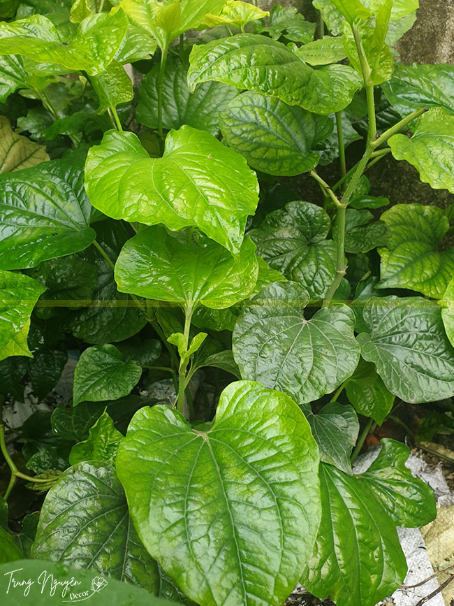 Cây Lá Lốt