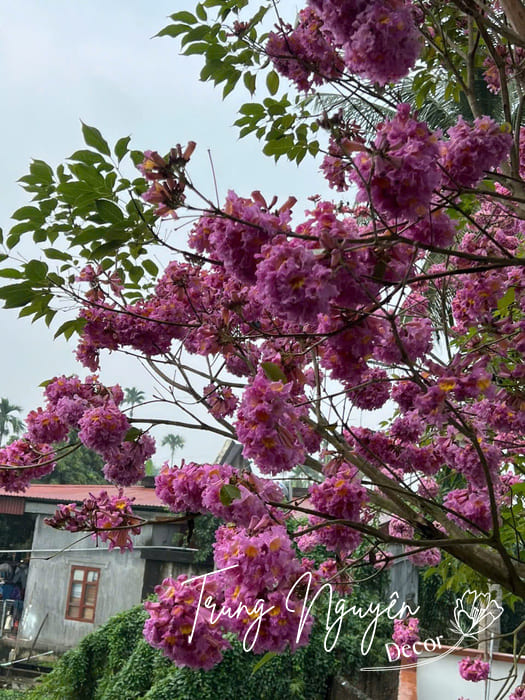Cây Phong Linh