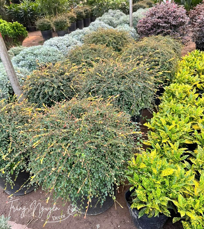 Cây Sơn Liễu Thái - Úc