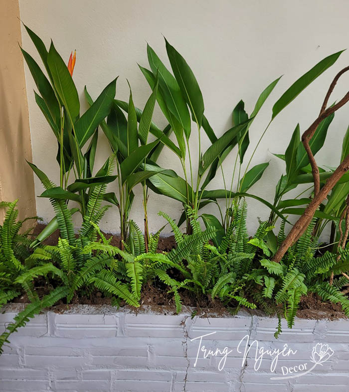 Cây hoa Mỏ Két - Thiên điểu