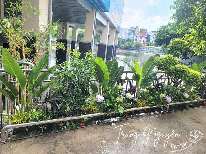 Cây xanh tươi mát trồng trước cửa nhà