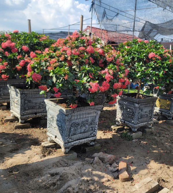 Cây Mẫu Đơn Thái