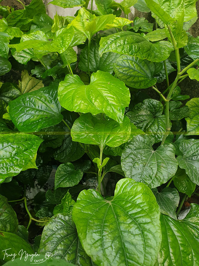 Cây Lá Lốt