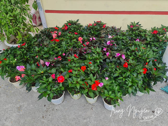 Cây hoa Mai địa thảo