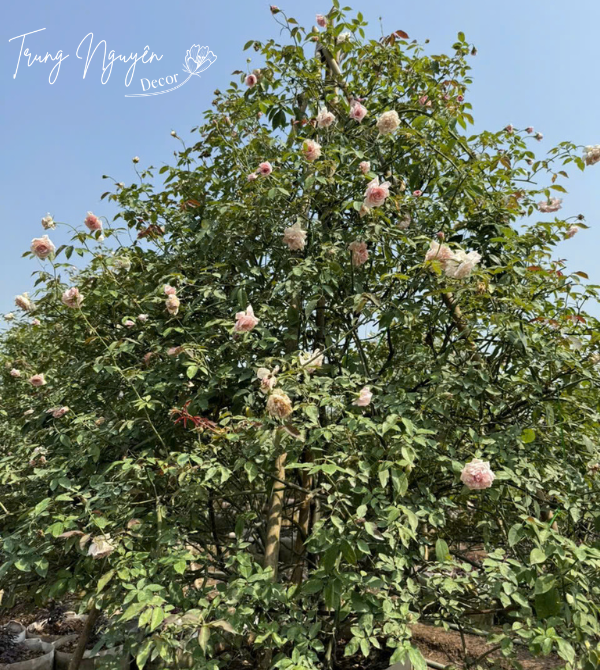 Cây hồng đào