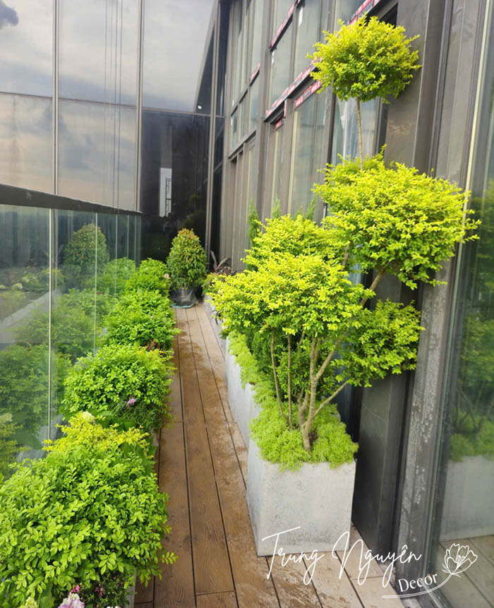 Setup cây chậu xanh mướt cho Penthouse