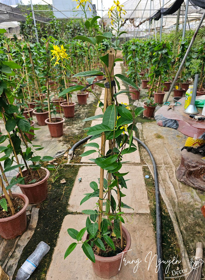 Cây Mai Hoàng Yến