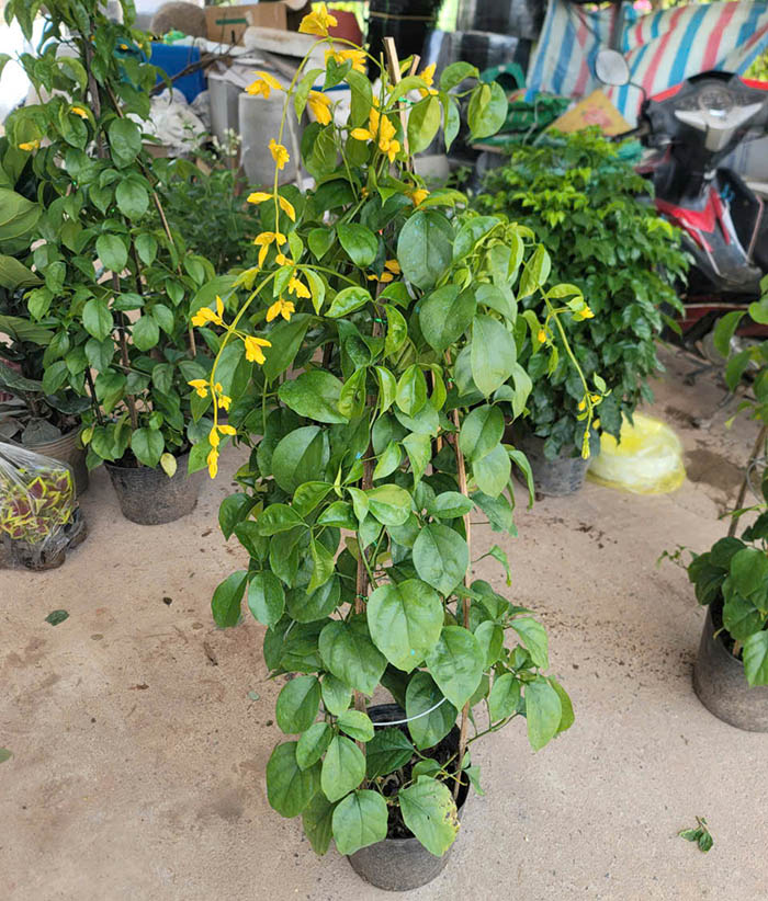 Cây Lan Hoàng Dương Hoa Vàng