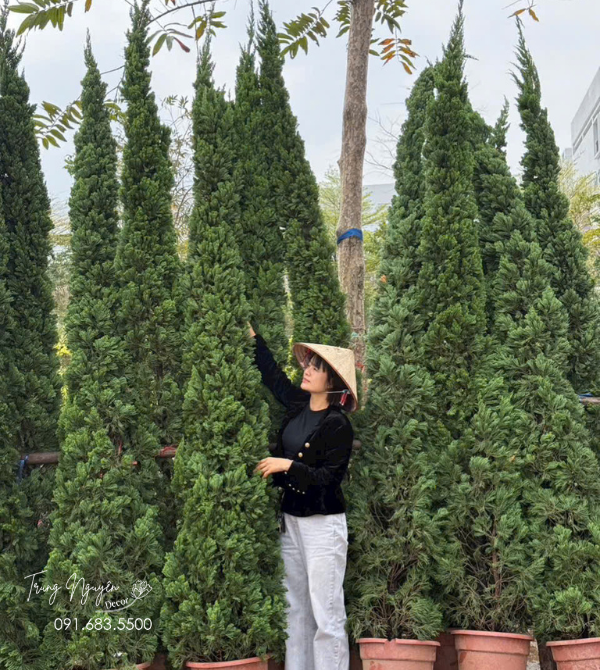 Cây Tùng Ý