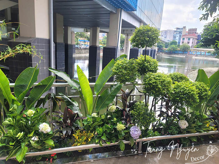 Cây xanh tươi mát trồng trước cửa nhà