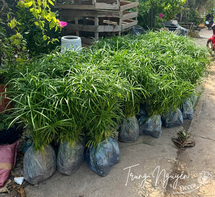 Cây Thủy Trúc