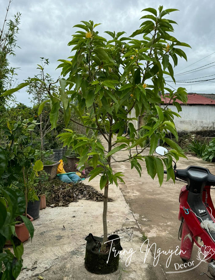 Cây hoa Ngọc Lan
