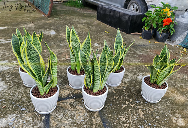 Cây Lưỡi Hổ
