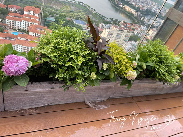 Setup cây chậu xanh mướt cho Penthouse