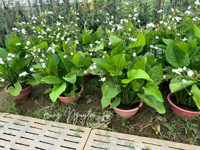 Cây hoa bách thủy tiên