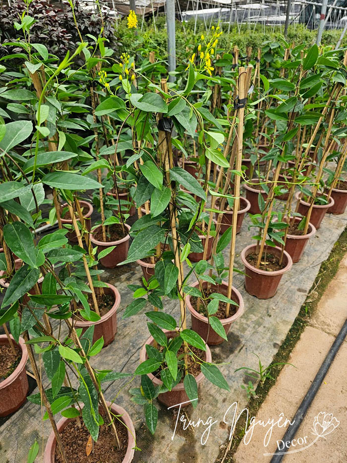 Cây Mai Hoàng Yến