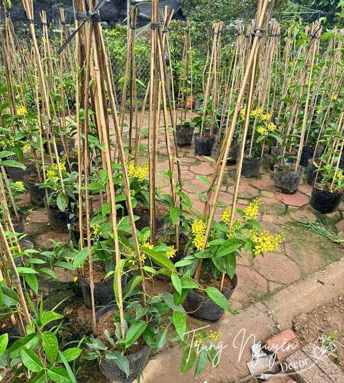 Cây Mai Hoàng Yến