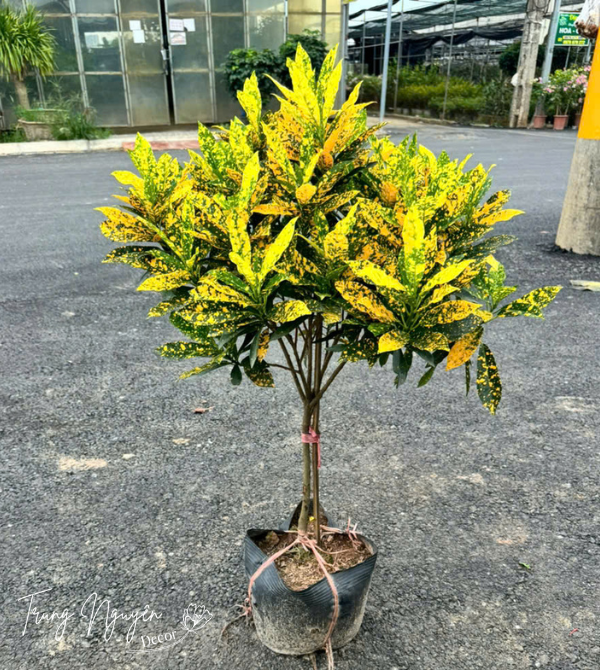 Cây vàng anh lá mít