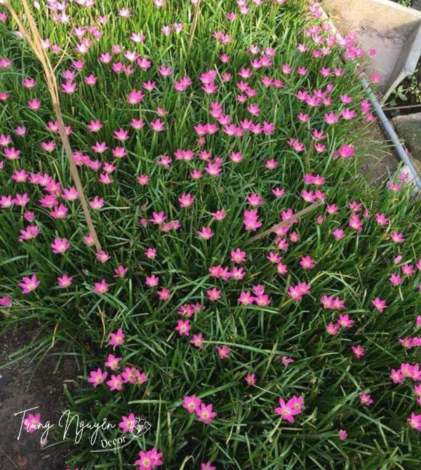 Cây tóc tiên - huệ mưa