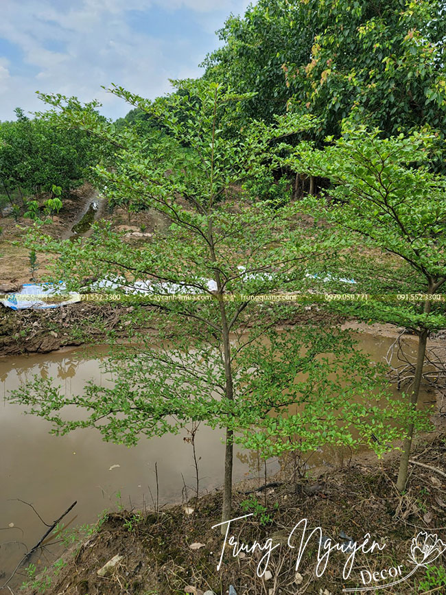 Cây Bàng Đài Loan