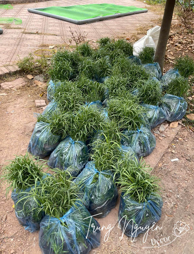 Cây Thủy Trúc