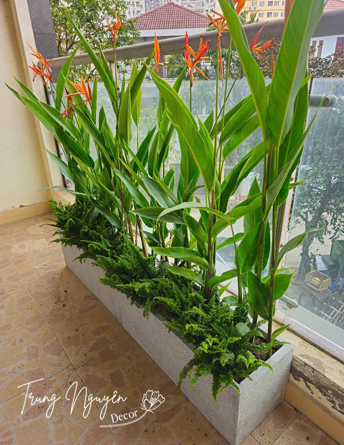 Cây hoa Mỏ Két - Thiên điểu