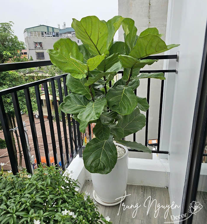 Cây Bàng Singapore