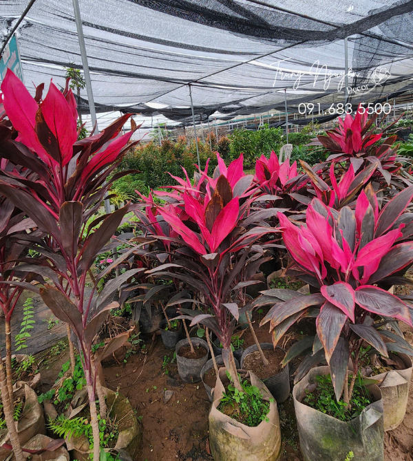 Cây Huyết Dụ Đỏ