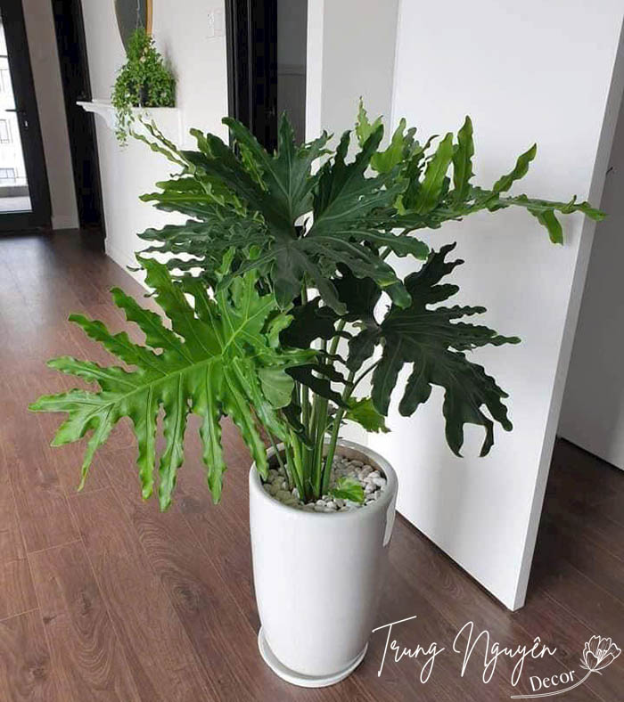 Cây Trầu Bà Thanh Xuân