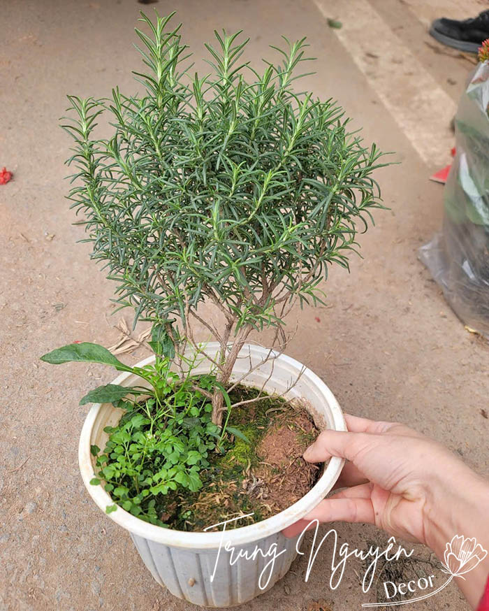 Cây hương thảo thơm gia vị
