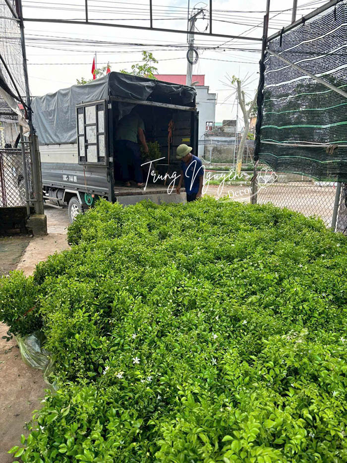 Cây nguyệt quế hoa trắng thơm