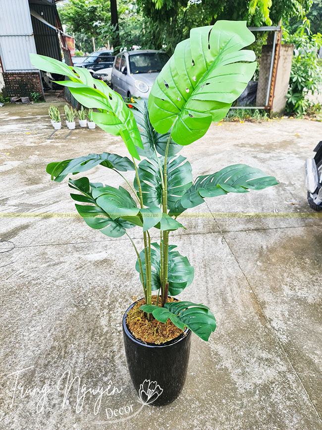 Chậu Trầu Bà Monstera Giả