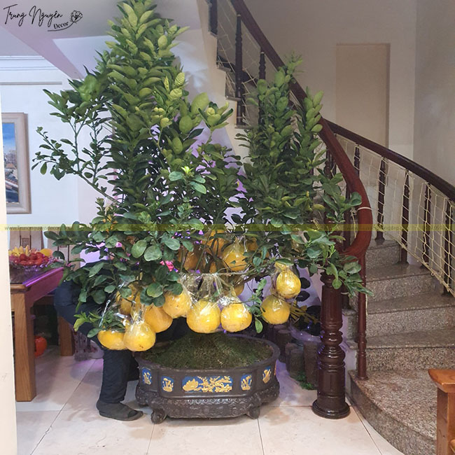 Bưởi Tết