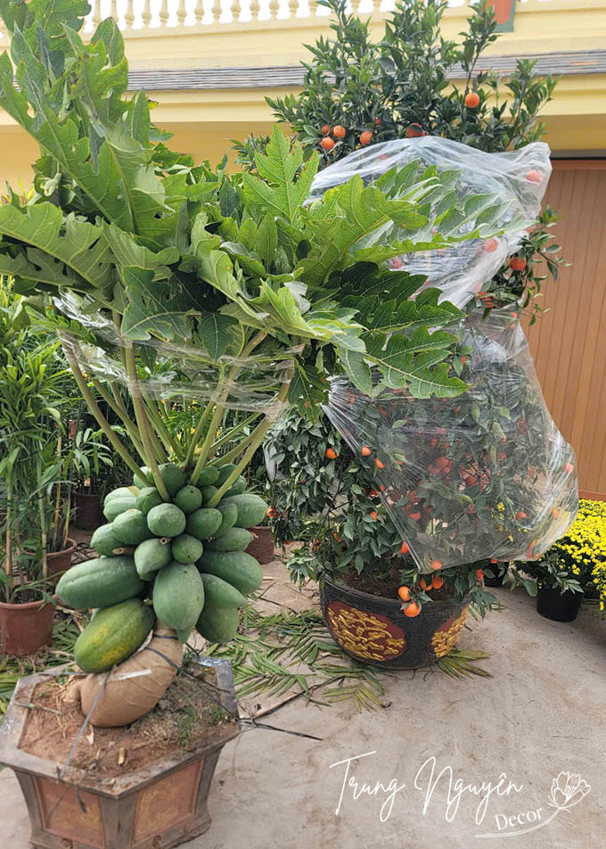 Cây Đu Đủ lùn bonsai siêu quả 