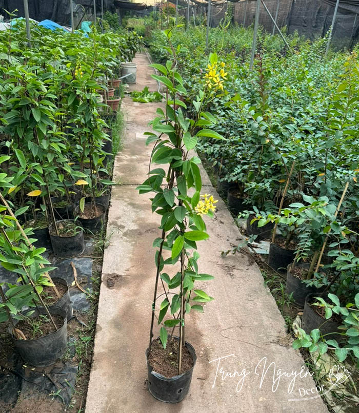 Cây Mai Hoàng Yến