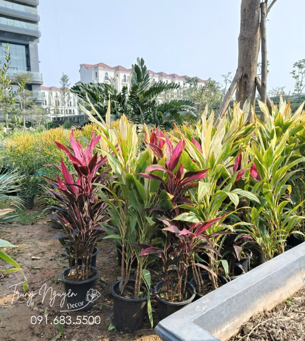 Cây Huyết Dụ Đỏ