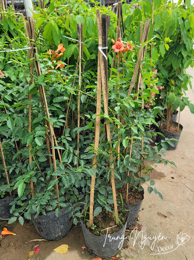 Cây Đăng Tiêu