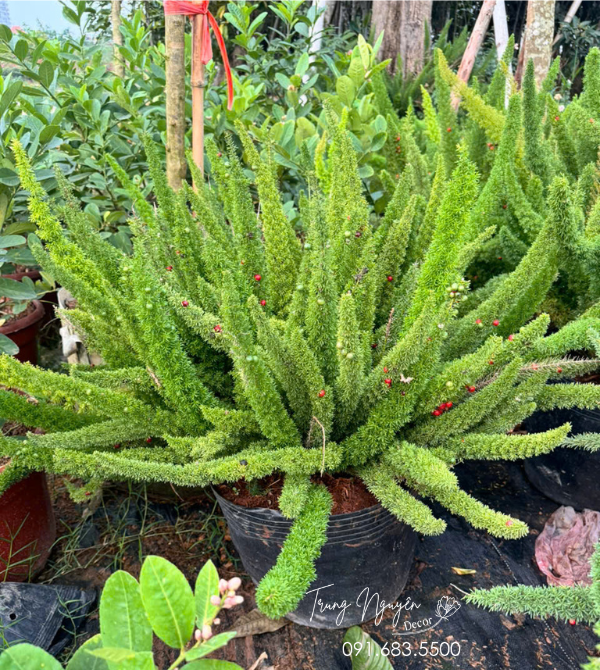 Cây Tùng Đuôi Chồn