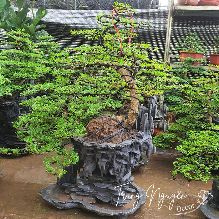 Cây Cần Thăng Bonsai