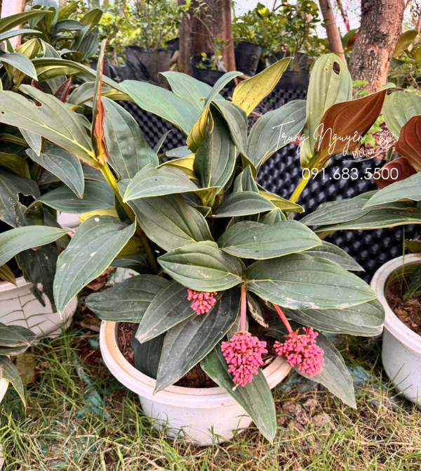 Hòn Ngọc Viễn Đông