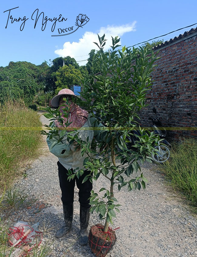 Cây Cam Đường Canh