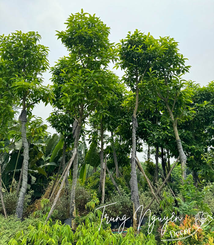 Cây hoa Ngọc Lan