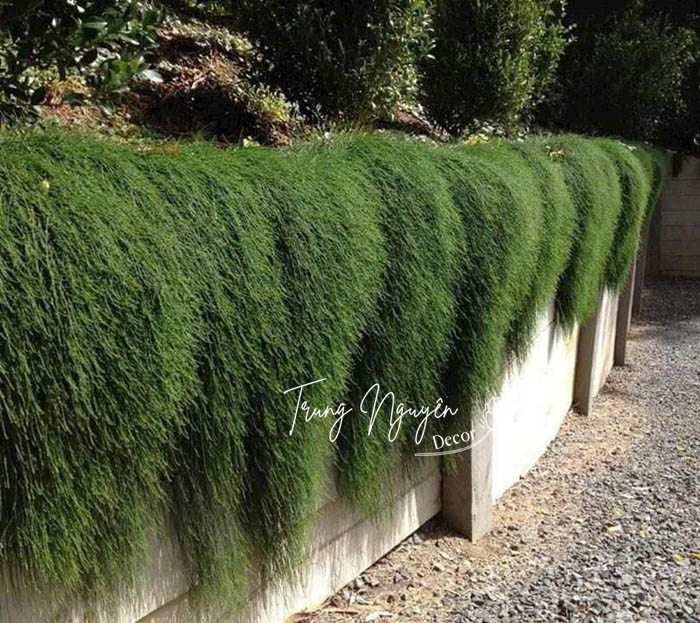 Cây Sơn Liễu Thái - Úc