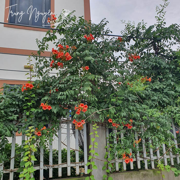 Cây Đăng Tiêu