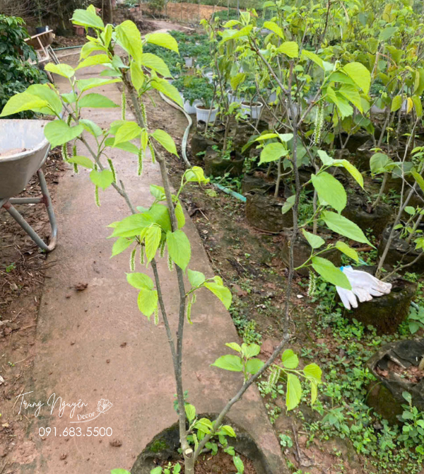 Cây Dâu Tằm Đài Loan